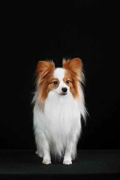 istock Dog breed Papillon 510393182
