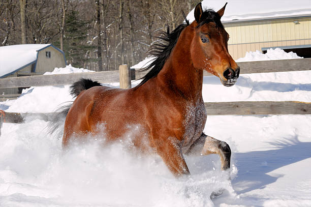 istock Horse Running in Powder Snow, Side View 510393210