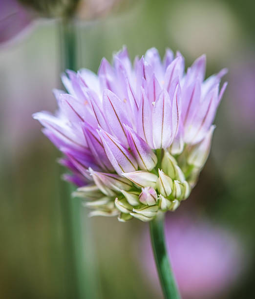 flor de cebolinha - chive allium flower cultivated herb - fotografias e filmes do acervo