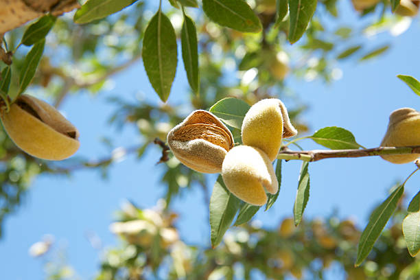 istock Almond hull splitting 510393355