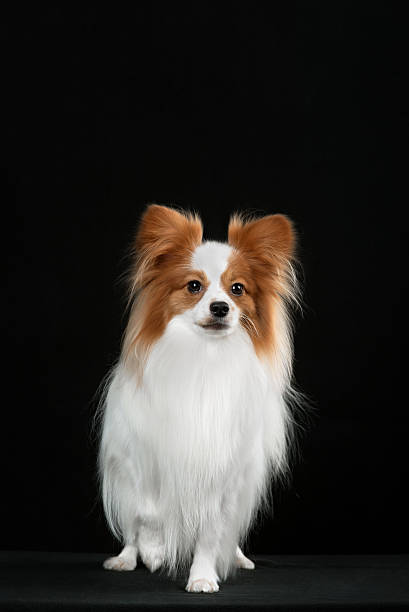 istock Dog breed Papillon 510393418