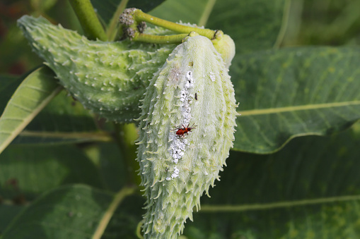 A Small Milkweed Bug nymph (Lygaeus kalmii) on a Milkweed (Asclepias syriaca) seed pod.
