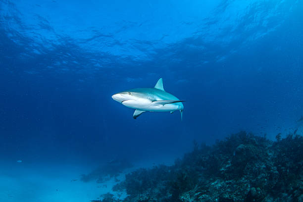 istock Caribbean reef shark 510393526