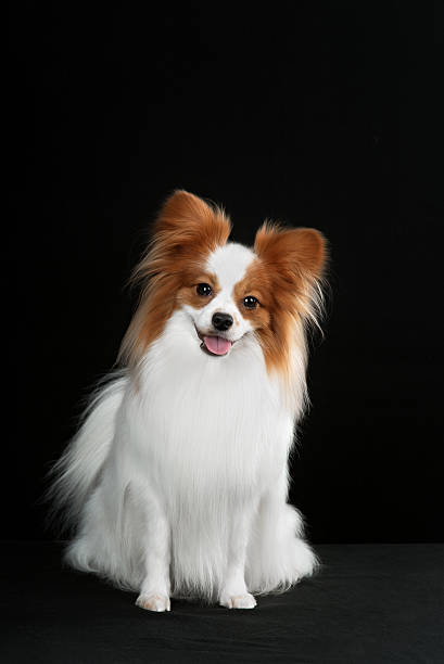 istock Dog breed Papillon 510393592