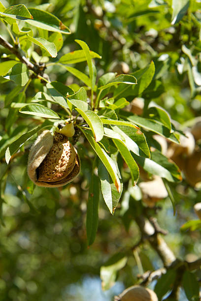 istock almond hull splitting 510393627
