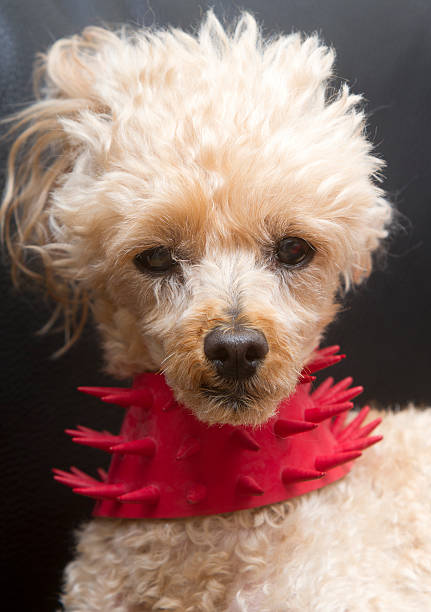 istock Dog In Spiky Red Collar 510393717