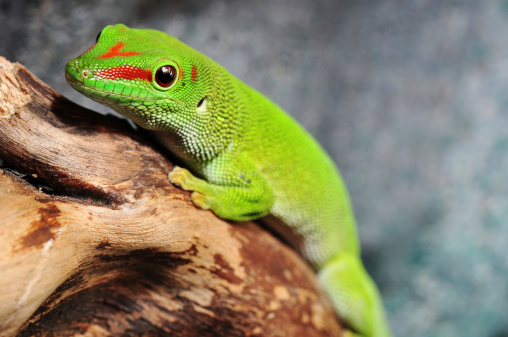 Madagascar day gecko in the terrarium