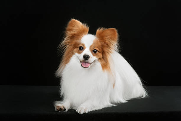 istock Dog breed Papillon 510394028