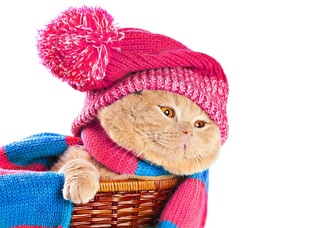 istock Cat wearing hat and scarf 510394233