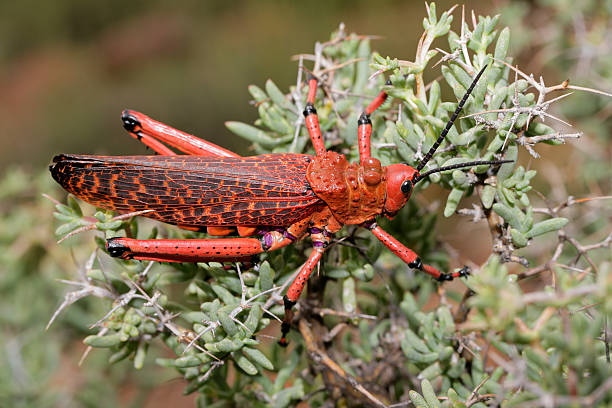 Pyrgomorphid grasshopper Red pyrgomorphid grasshopper on a branch, South Africa poisonous grasshopper pictures stock pictures, royalty-free photos & images