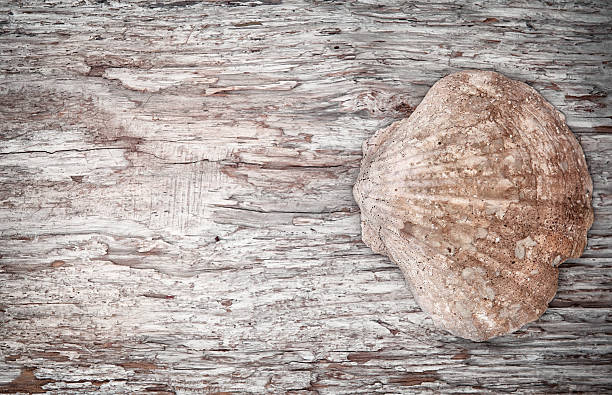istock Seashell on the old wooden background 510394574