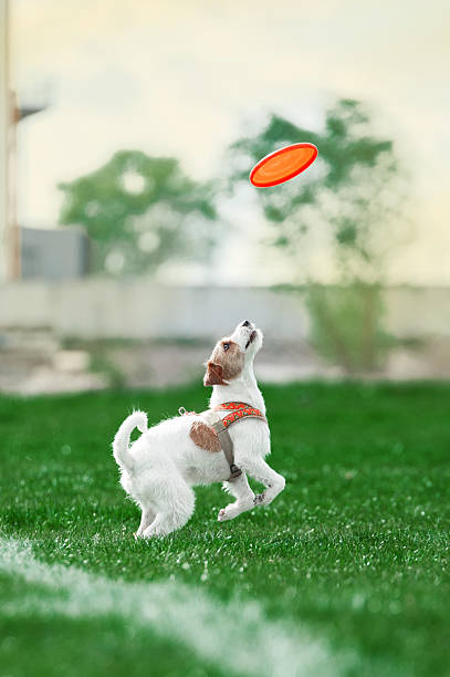 istock small dog jumps up to catch the plastic disk 510395140