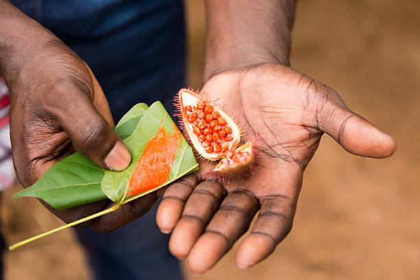 achiote colorante alimentario semilla - achiote fotografías e imágenes de stock