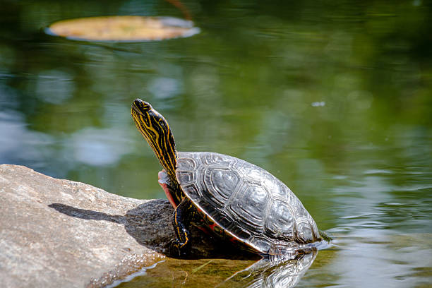 istock Western Painted Turtle in Pond 510395745