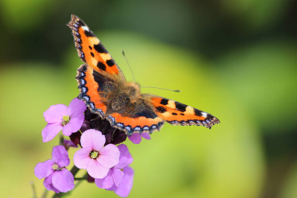 Image of tortoiseshell butterfly (Aglais urticae), feeding on flower nectar Photo showing a small tortoiseshell butterfly (Latin name: Aglais urticae), pictured feeding on the pollen of purple Erysimum 'Bowles's Mauve' flowers - part of a herbaceous border in a landscaped garden. small tortoiseshell butterfly stock pictures, royalty-free photos & images