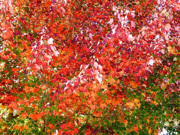 Full-frame of Fall color
