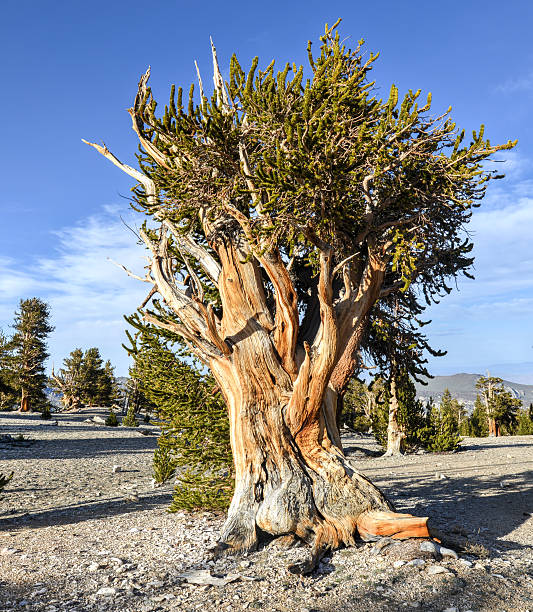 古代イガゴヨウマツ森林 - bristlecone pine bark tree curve ストックフォトと画像