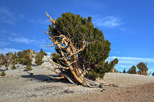 古代イガゴヨウマツ森林 - bristlecone pine bark tree curve ストックフォトと画像