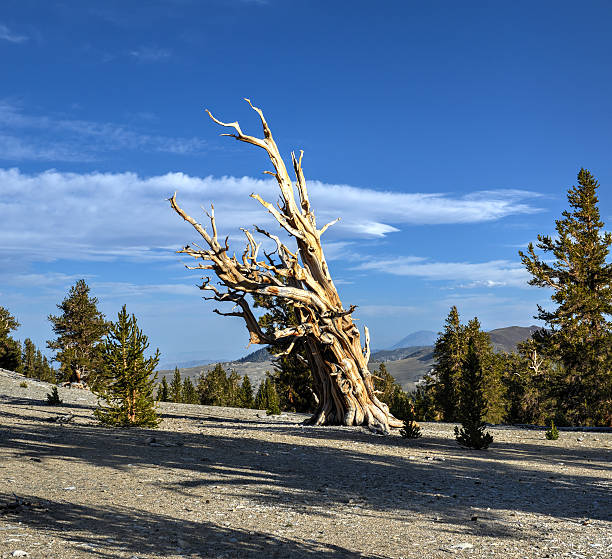 古代イガゴヨウマツ森林 - bristlecone pine bark tree curve ストックフォトと画像