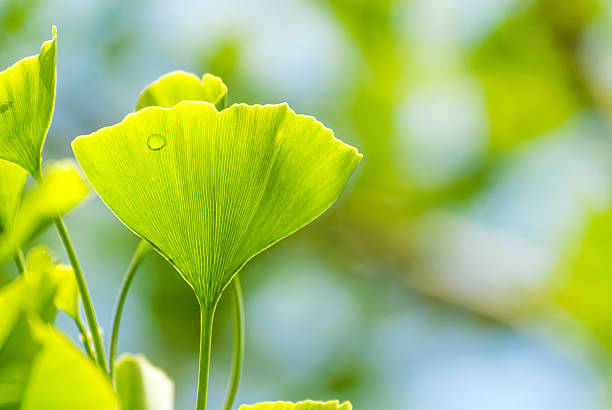 ginko hojas - ginkgo ginkgo tree chinese medicine healthcare and medicine fotografías e imágenes de stock