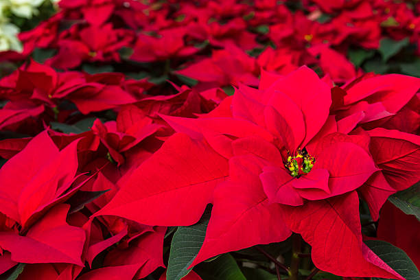 istock Poinsettias 510396469