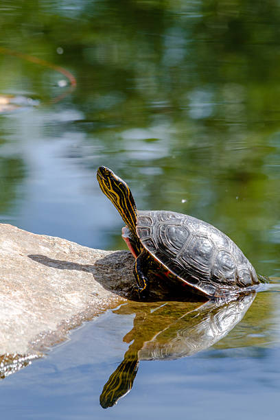 istock Western Painted Turtle in Pond 510396475