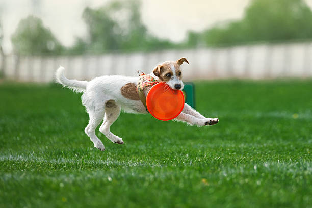 istock dog jumps with plastic disk in its mouth 510396770