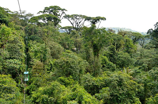 teleférico na costa rica floresta tropical - overhead cable car fotos - fotografias e filmes do acervo