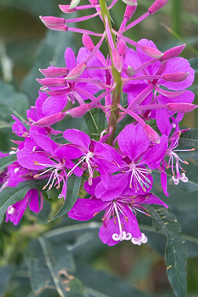 istock Alaska Pink Wildflowers 510397435