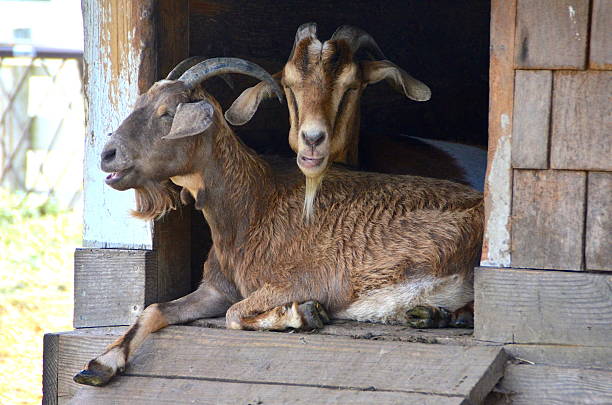 istock Goats in a barn 510397487
