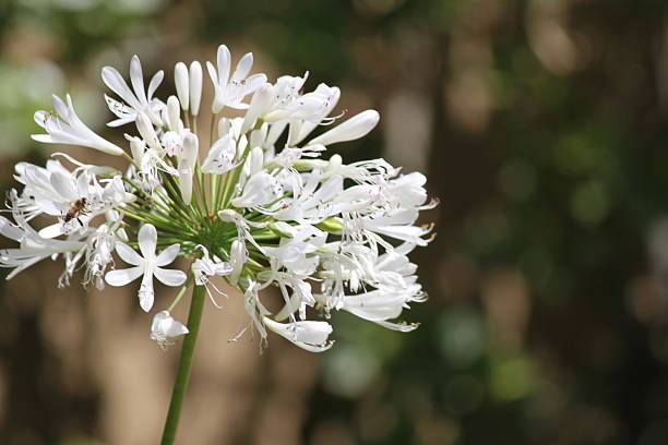 istock White allium bulb flower 510397751