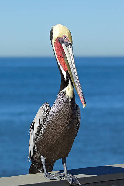 istock Brown Pelican on a San Diego Pier 510397768