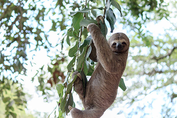 preguiça árvore de escalada na natureza reserva no brasil - throated imagens e fotografias de stock