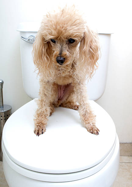 istock Cute Poodle On Toilet 510398089