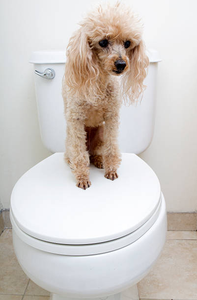 istock Very Cute Poodle On Toilet 510398091
