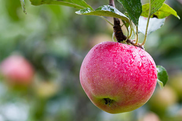 istock Apples on a branch 510398127
