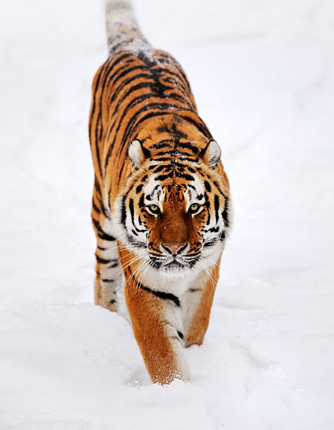 running tiger in snow a siberian tiger running through the snow tiger safari animals close up front view stock pictures, royalty-free photos & images