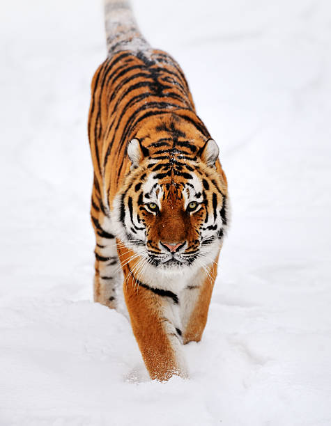 running tiger in snow - sumatratiger bildbanksfoton och bilder