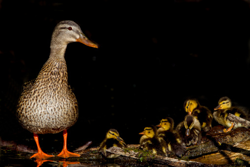 Female Mallard Duck with Babys
