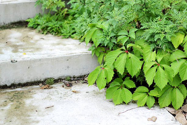 istock Green plants on the stairs 510398928