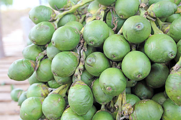 istock Betel nut , Areca palm 510398943
