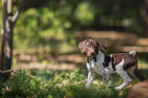 german short haired puppy in the fields. - alman kısa tüylü pointeri stok fotoğraflar ve resimler
