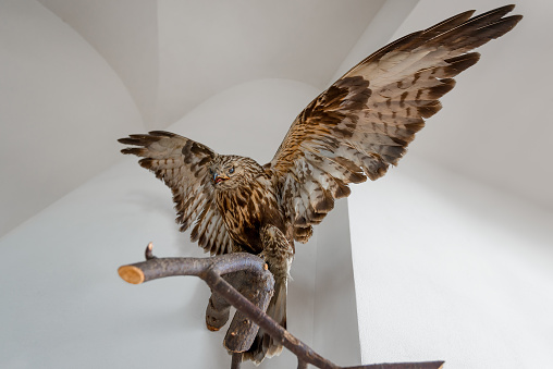 stuffed hawk beautiful bird on a branch indoors