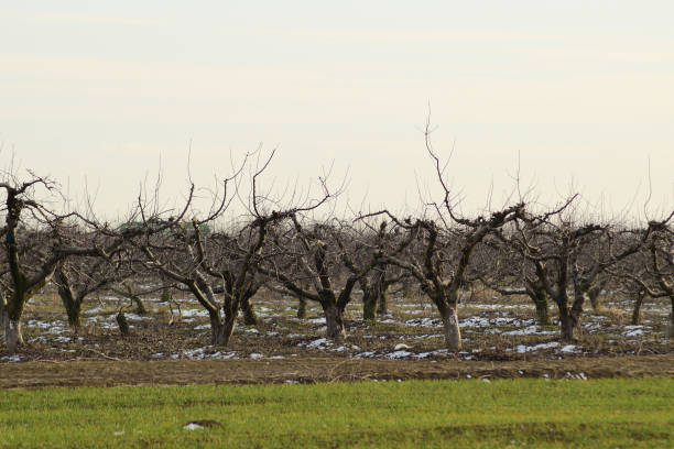 istock Cropped trees in the apple orchard 510400736
