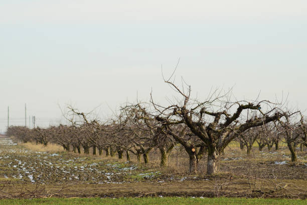 istock Cropped trees in the apple orchard 510400818