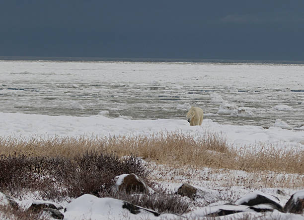 istock Polar Bear on icy Hudson Bay 510401086