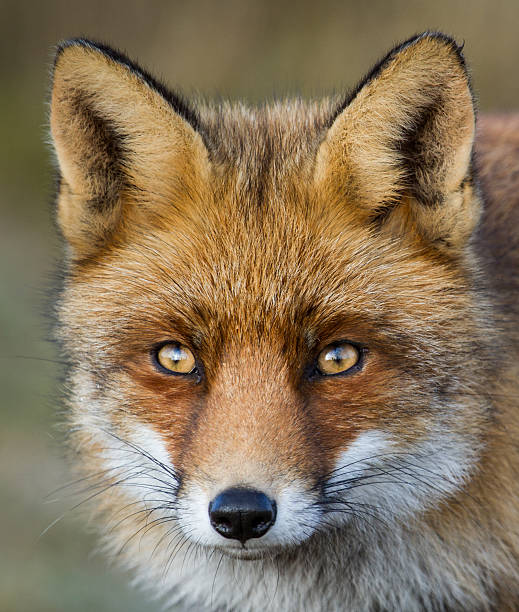 istock Portrait of a red fox 510401776