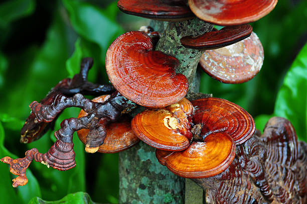 ganoderma lucidum - herbal medicine chinese medicine medicine alternative medicine foto e immagini stock