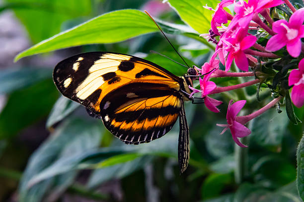 istock Exotic Orange Butterfly 510403512
