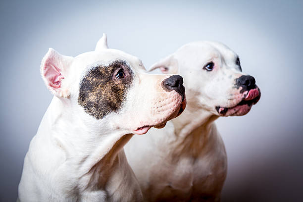 Two dogo argentino in studio Two dogo argentino in studio portrait shot. dogo argentino stock pictures, royalty-free photos & images